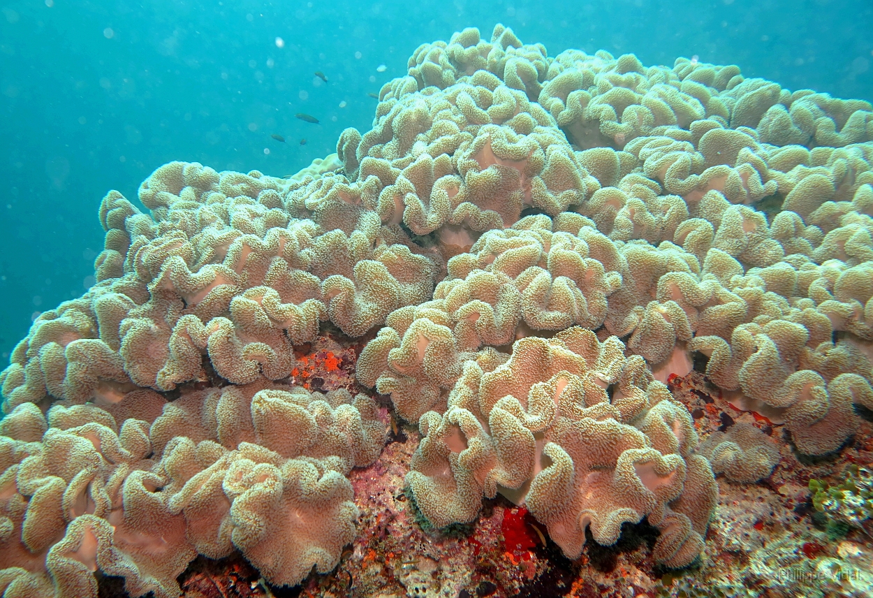Velidhu - 2013_03_10 - IMG_0406rf_Corail_Kuda faru_Plongee.jpg